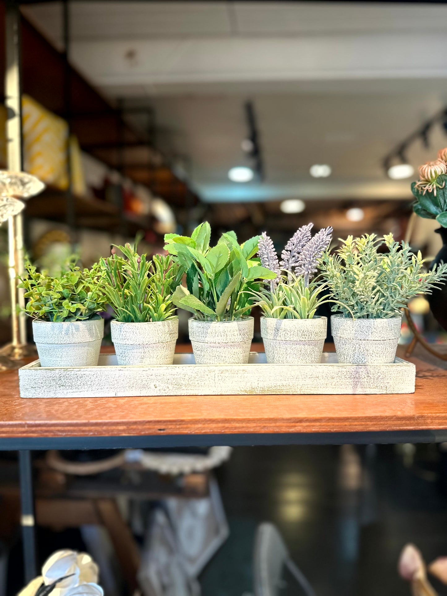 Set de 5 Plantas con Base Blanca